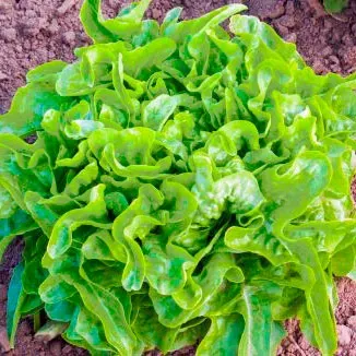 Urtegartneriet øko Egebladsalat frø ca. 200 frø grøn