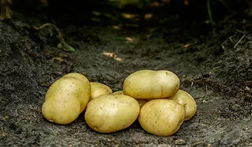 Holschers Bintje læggekartofler 1,5 kg klassisk