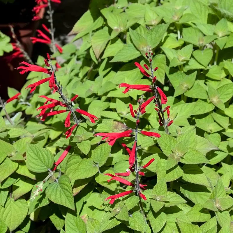 Urtegartneriet øko Frugtsalvie Salvia dorisiana frø