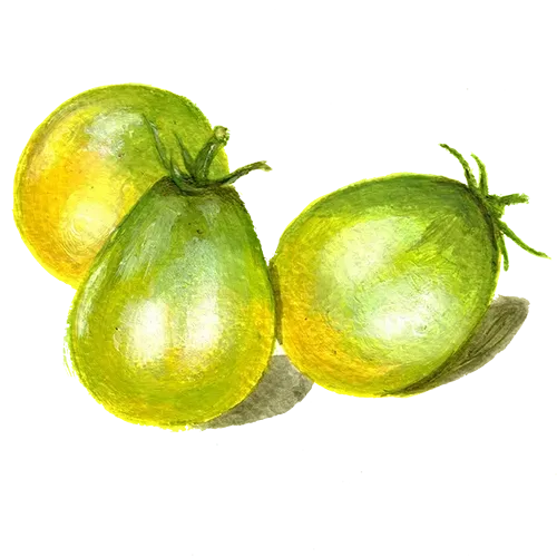 NordFrö Grinch Cherry tomatfrø grøn krukke