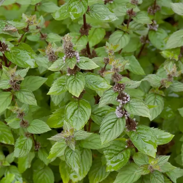 Urtegartneriet øko Ingefærmynte frø Mentha gentilis flerårig
