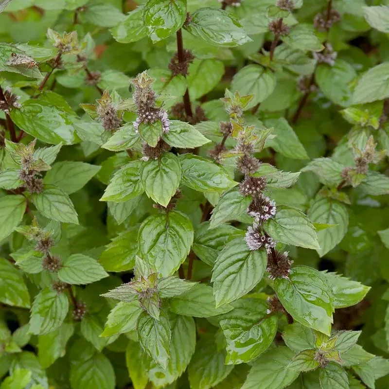 Urtegartneriet øko Ingefærmynte frø Mentha gentilis flerårig