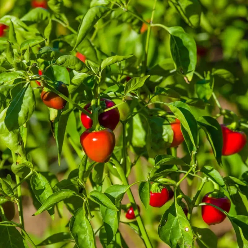 Natureseeds Kirsebærchili Hot Koral frø 10 stk stærk