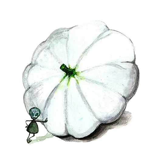 NordFrö Custard White squashfrø patisson hvid