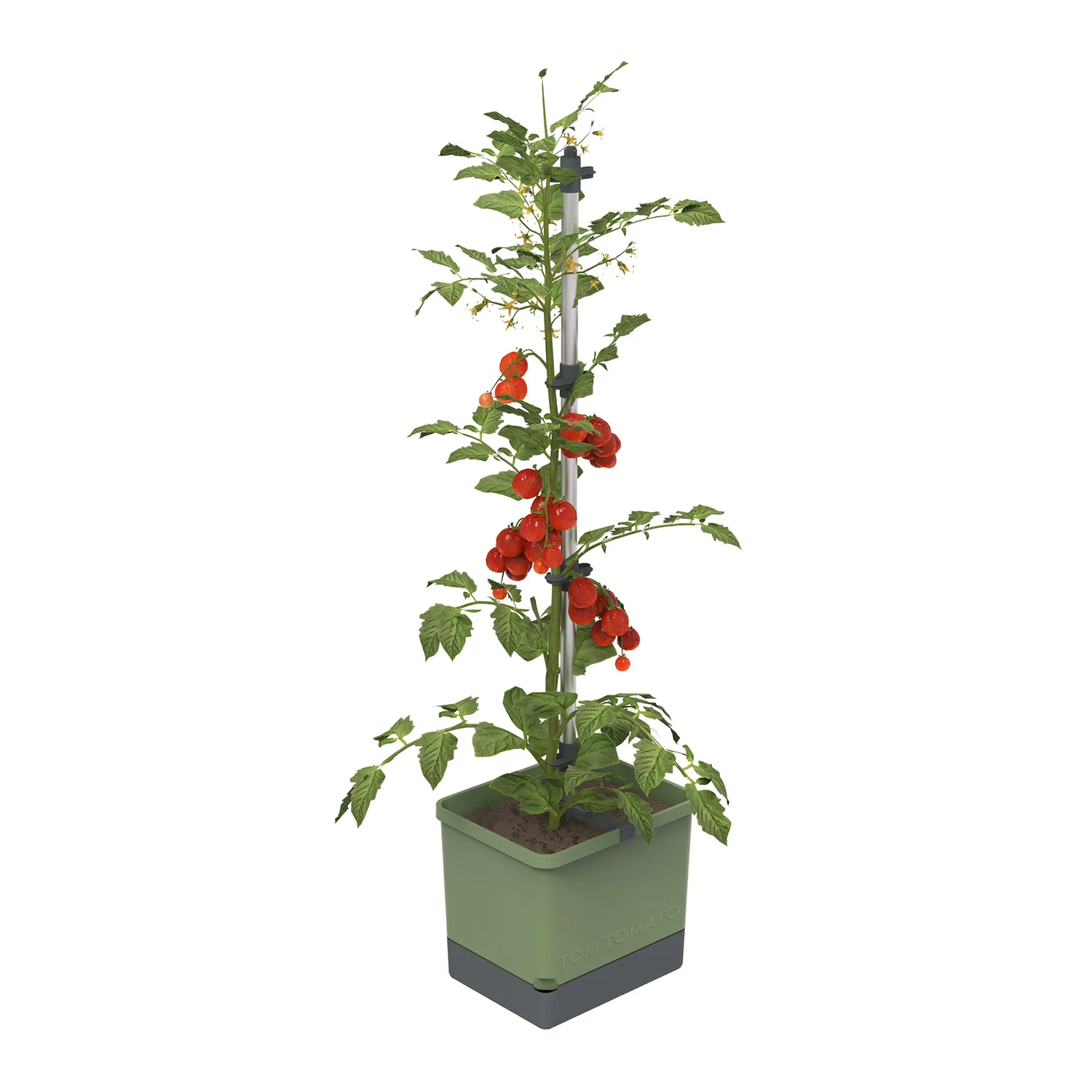Buzzy Seeds selvvandende tomatpotte med espalier grøn