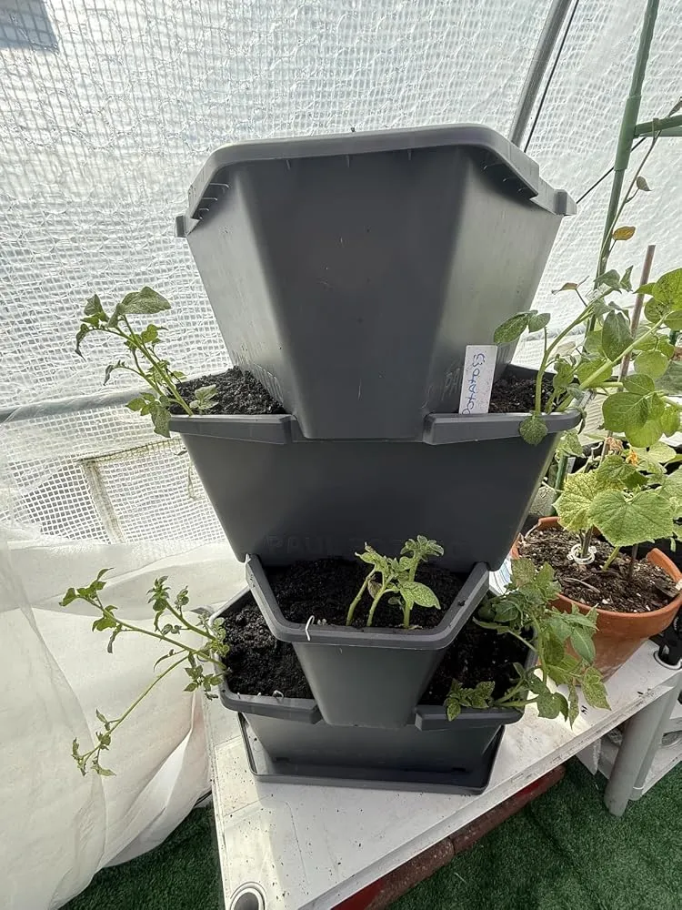 Buzzy Seeds selvvandende tomatpotte med espalier grøn