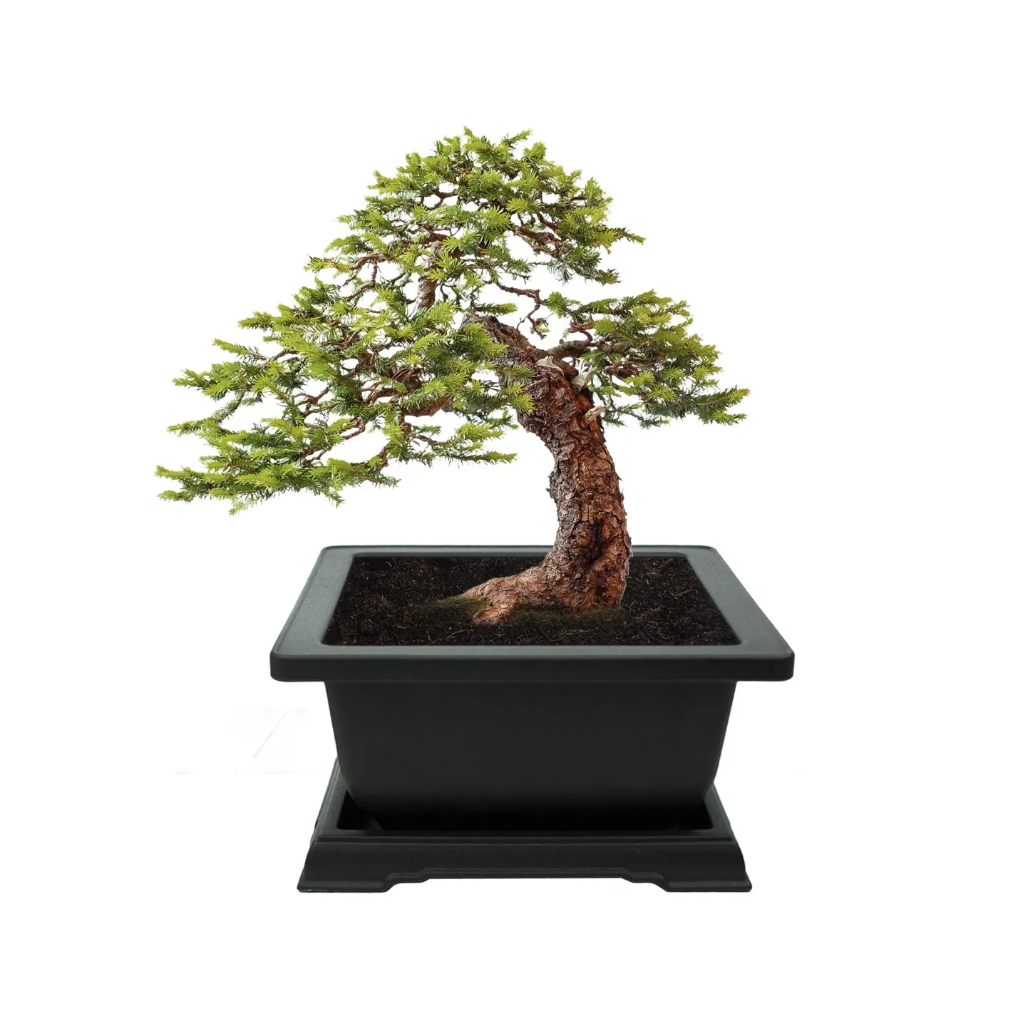 Buzzy Seeds Spruce Bonsai dyrkningssæt komplet med krukke