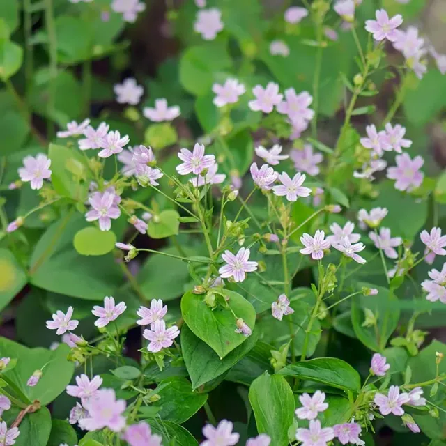 Urtegartneriet øko Claytonia sibirica vinterportulak frø