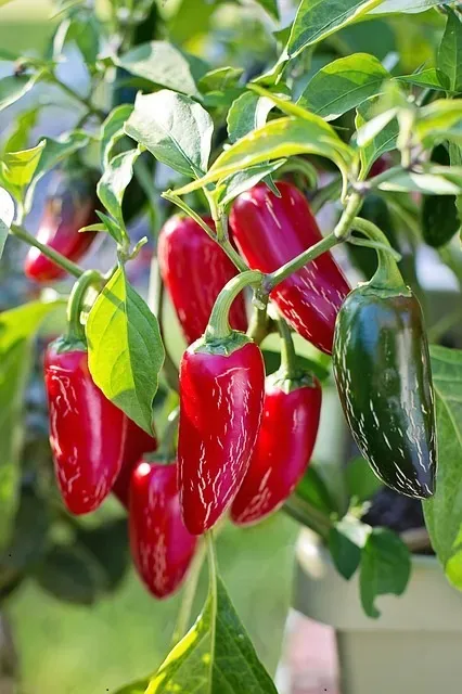 Natureseeds Jalapeno Red chilifrø 10 stk stærk