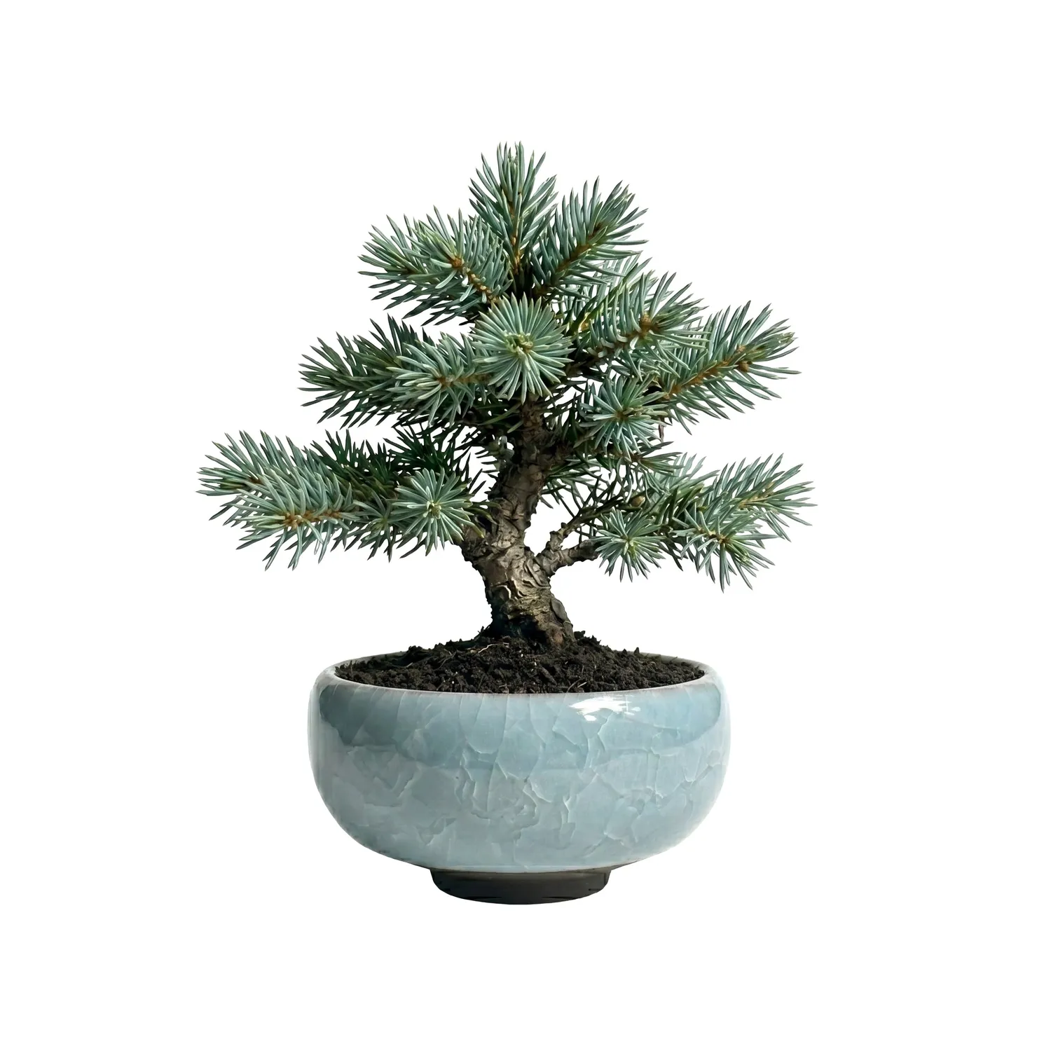 Buzzy Seeds Bonsai dyrkningssæt 4 mini keramikpotter