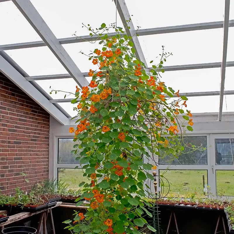Urtegartneriet øko Tallerkensmækker Tropaeolum majus frø ca. 20 frø sol