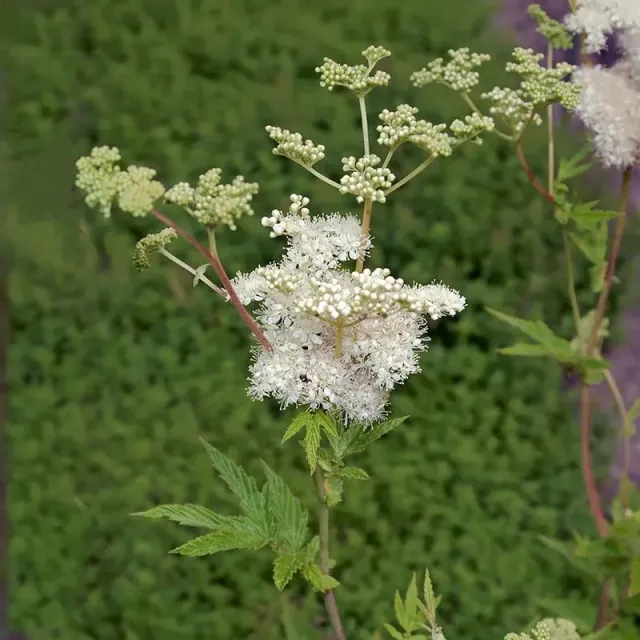 Urtegartneriet øko Mjødurt Filipendula ulmaria frø 50 stk