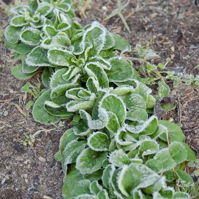 Urtegartneriet øko vårsalat frø 500 stk feldsalat