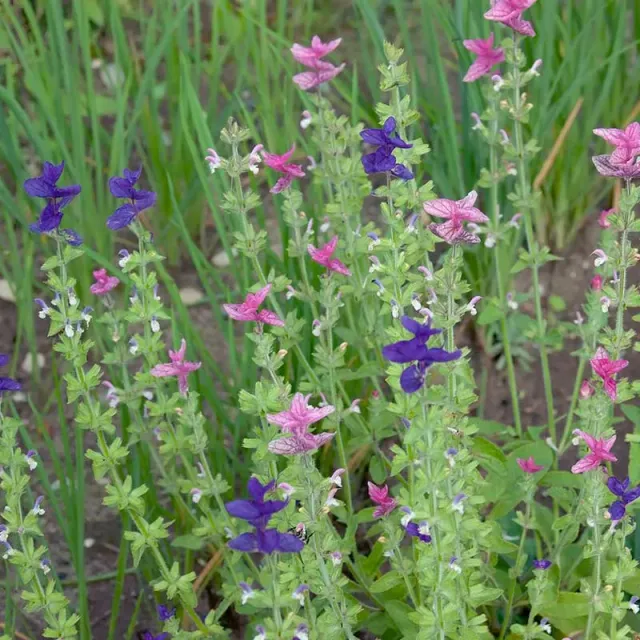 Urtegartneriet øko Dusalvie Salvia viridis frø 50 frø