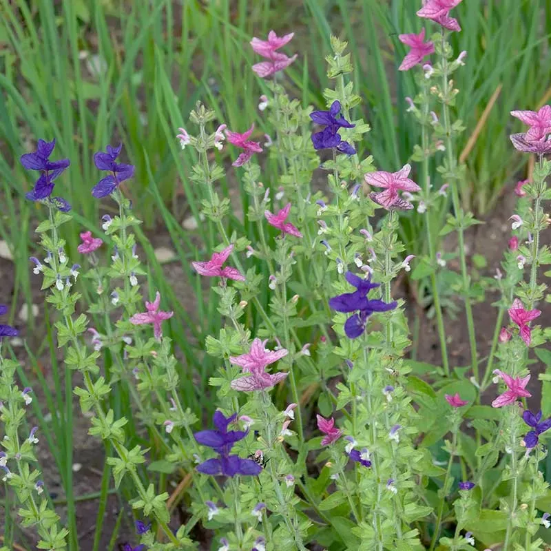 Urtegartneriet øko Dusalvie Salvia viridis frø 50 frø
