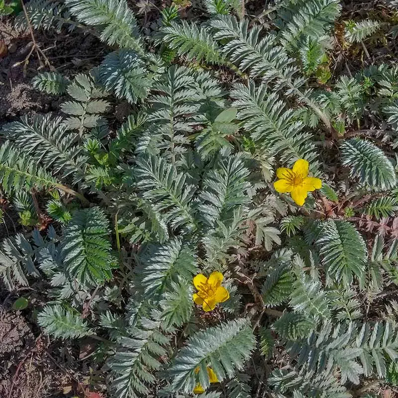 Urtegartneriet øko Gåsepotentil Potentilla anserina frø bunddække
