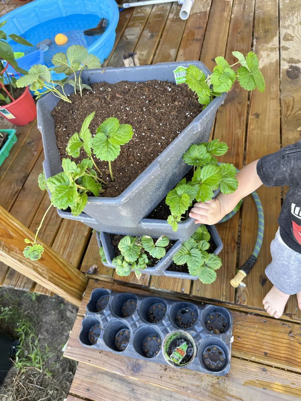 Buzzy Seeds selvvandende tomatpotte med espalier grøn