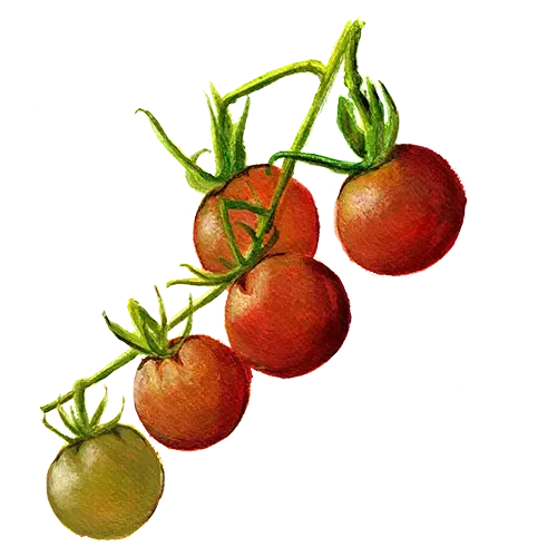 NordFrö Koralik tomatfrø tidlig krukketomat