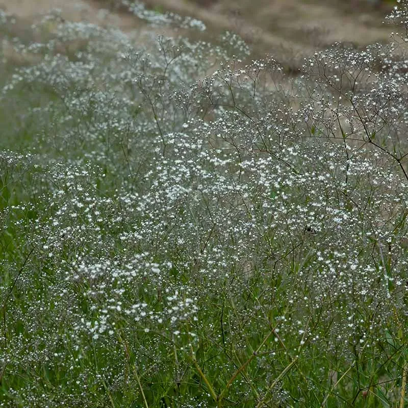 Urtegartneriet Gypsophila elegans brudeslør frø 50 frø etårig