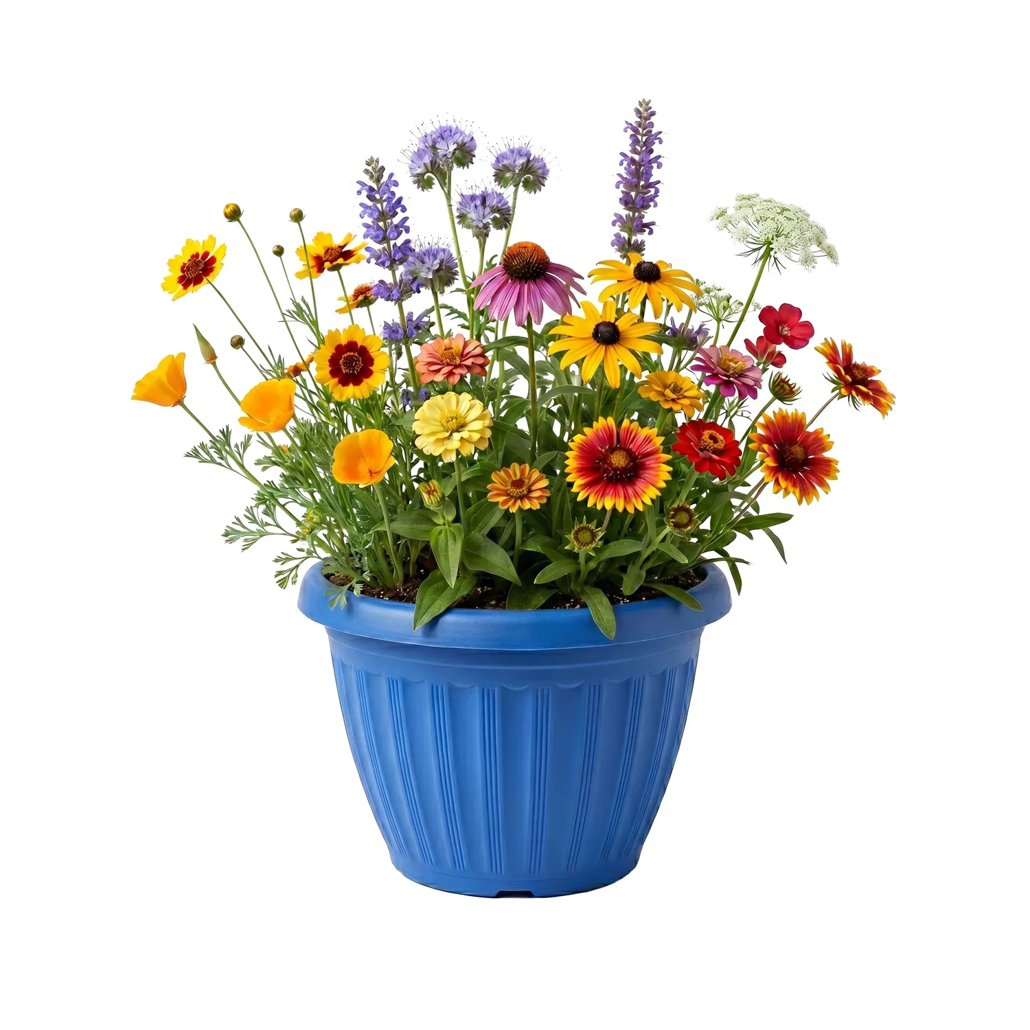 Buzzy Seeds Chaos Garden dyrkningssæt 3-pak vildblomster
