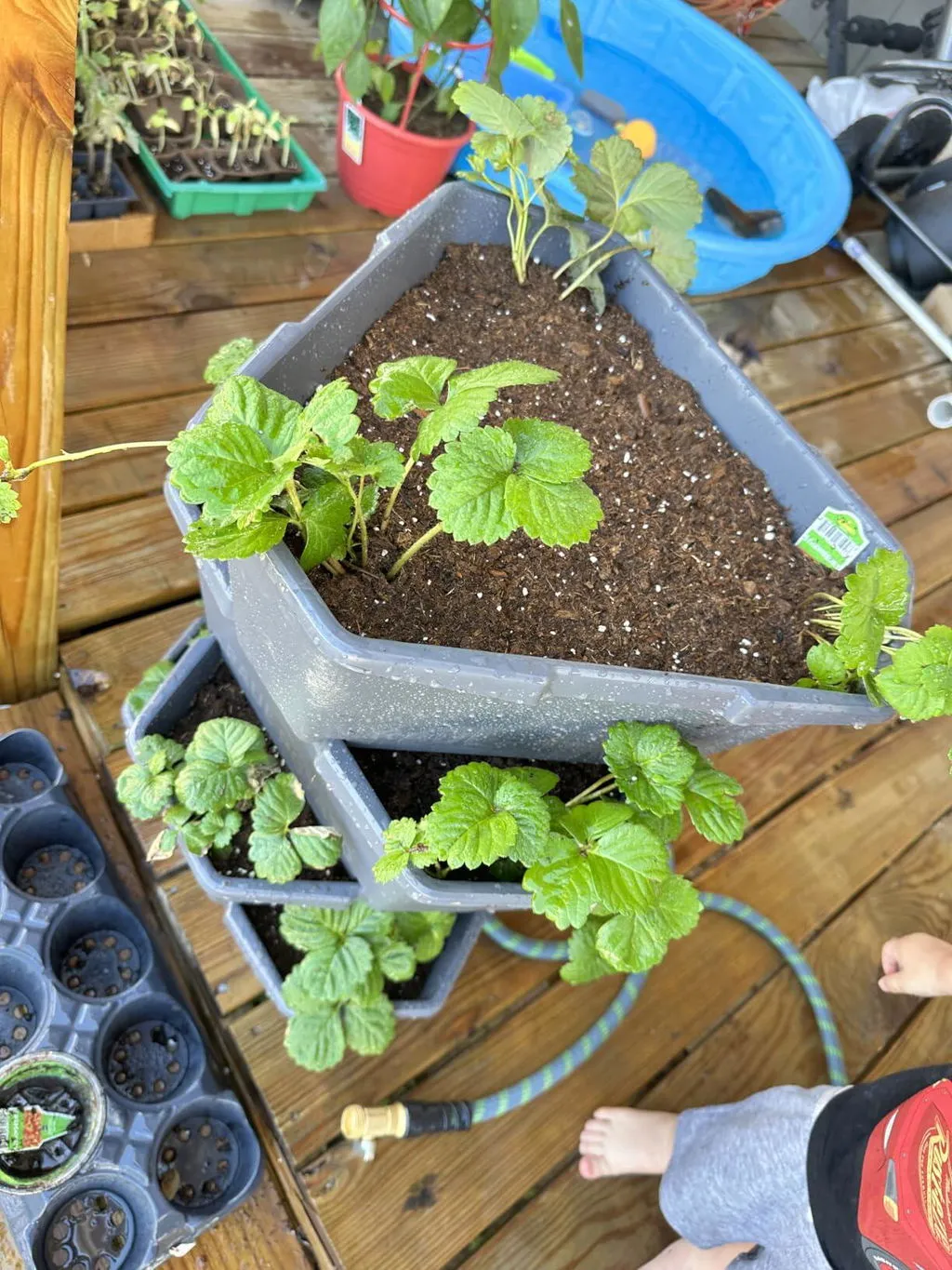 Buzzy Seeds selvvandende tomatpotte med espalier grøn