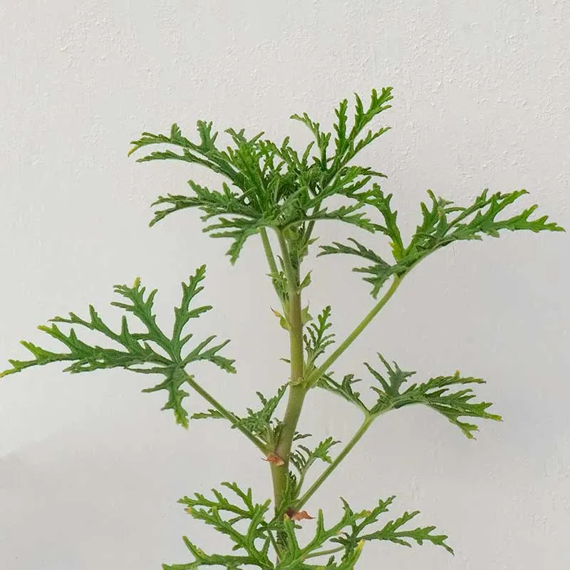 Urtegartneriet øko Skeleton Geranie duftgeranie rose-citron