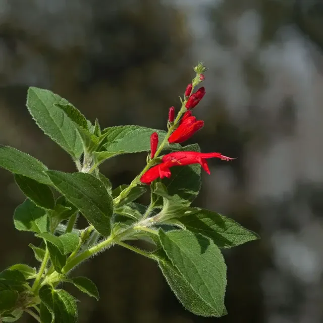 Urtegartneriet øko Frugtsalvie Salvia dorisiana frø