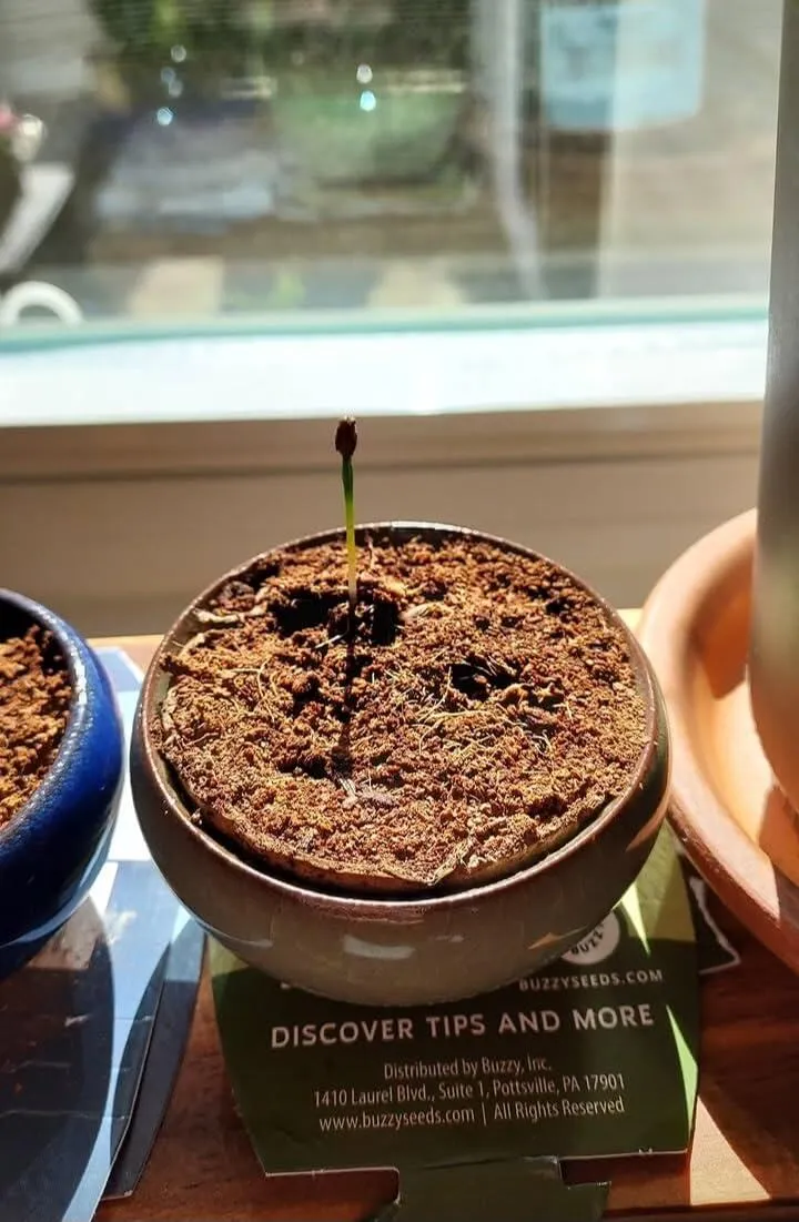 Buzzy Seeds Tea Garden tedyrkningssæt 3-pak urter