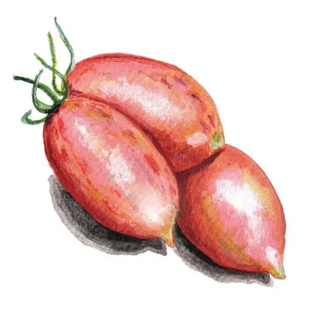 NordFrö Artisan Pink Tiger tomatfrø stribet sød