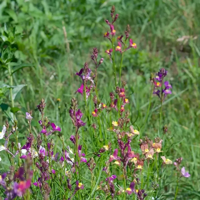 Urtegartneriet øko Sommerfugleblomst Nemesia frø ca. 200
