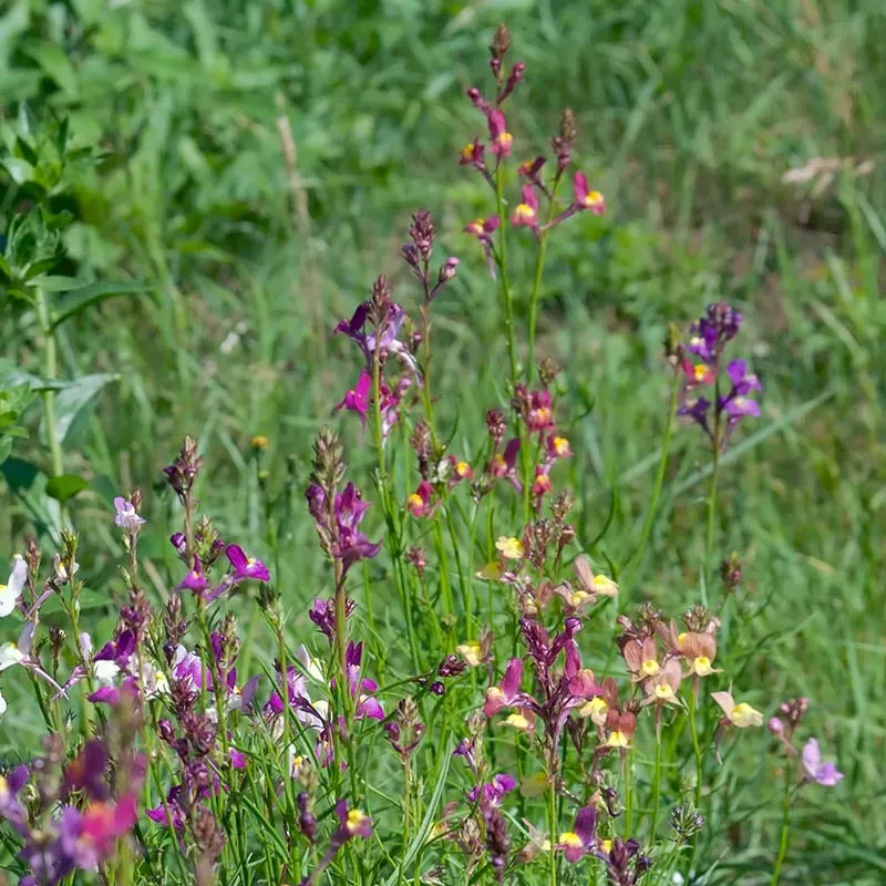 Urtegartneriet øko Sommerfugleblomst Nemesia frø ca. 200