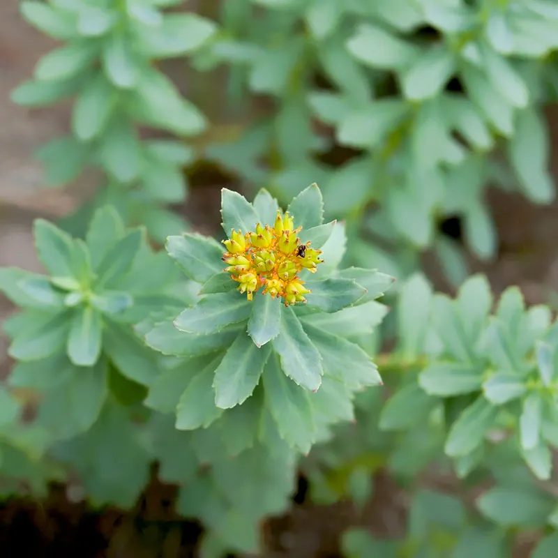Urtegartneriet øko Rosenrod Rhodiola rosea plante flerårig