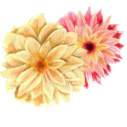NordFrö Sommardahlia dahliafrø blanding