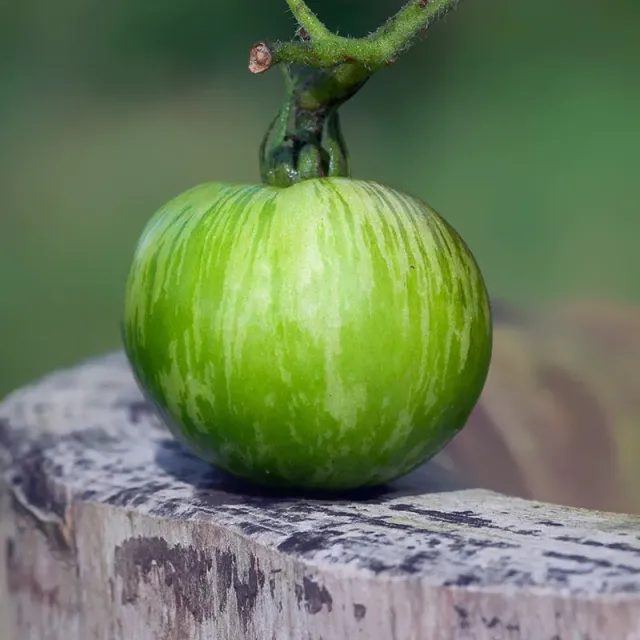 Urtegartneriet øko Green Zebra tomatfrø 20 frø