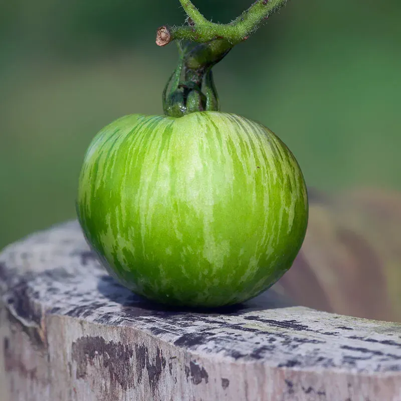 Urtegartneriet øko Green Zebra tomatfrø 20 frø
