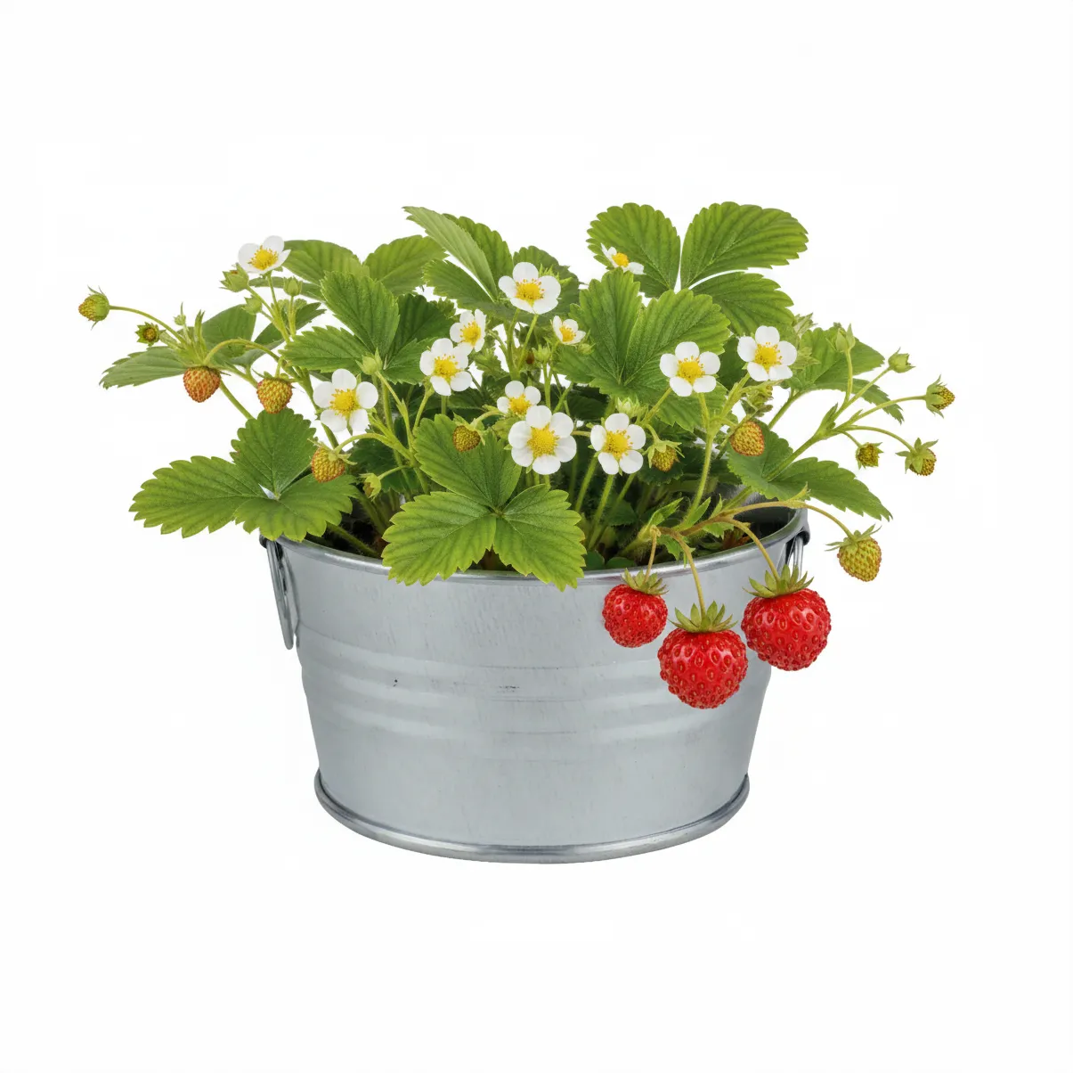Buzzy Seeds Kids Strawberry dyrkningssæt mini basin jordbær