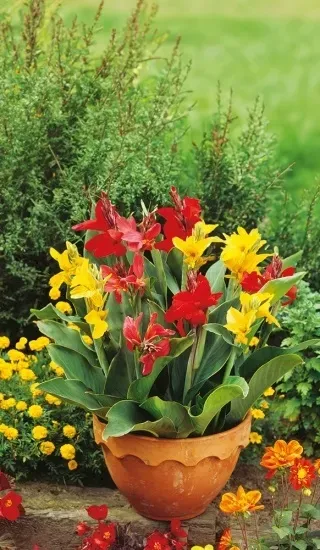 Natureseeds Canna Indica blomsterfrø 1 stk 180 cm