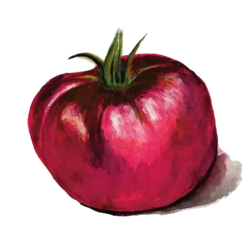 NordFrö Cherokee Purple tomatfrø bøftomat drivhus