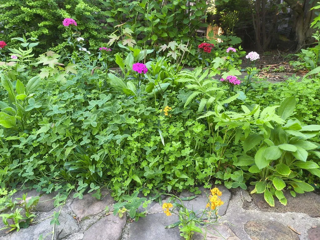 Buzzy Seeds Pollinator frøkugler spand bundle