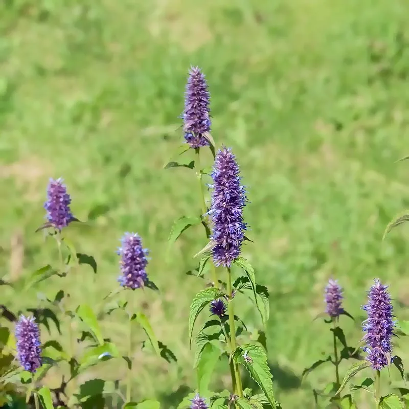 Urtegartneriet øko Anisisop Agastache frø 100 stk sol
