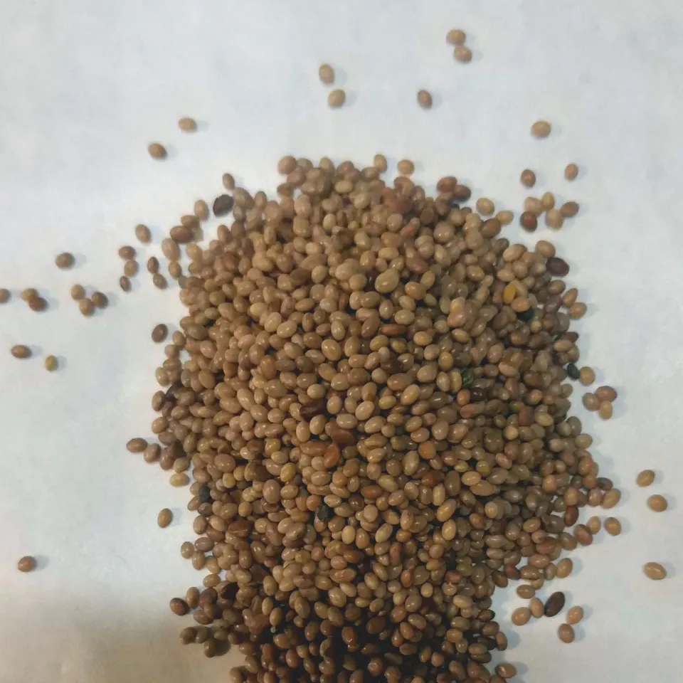 Trifolium Blodkløver frø til bed og bier