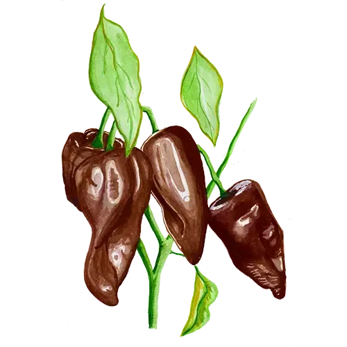 NordFrö Mulato Isleno chilifrø mild chokolade