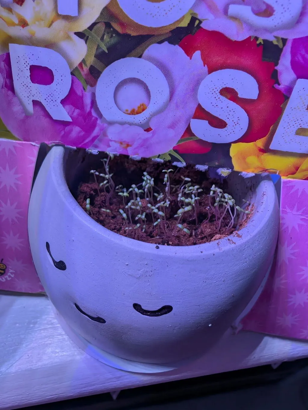 Buzzy Seeds Peaceful Pot dyrkningssæt kamille 1 potte