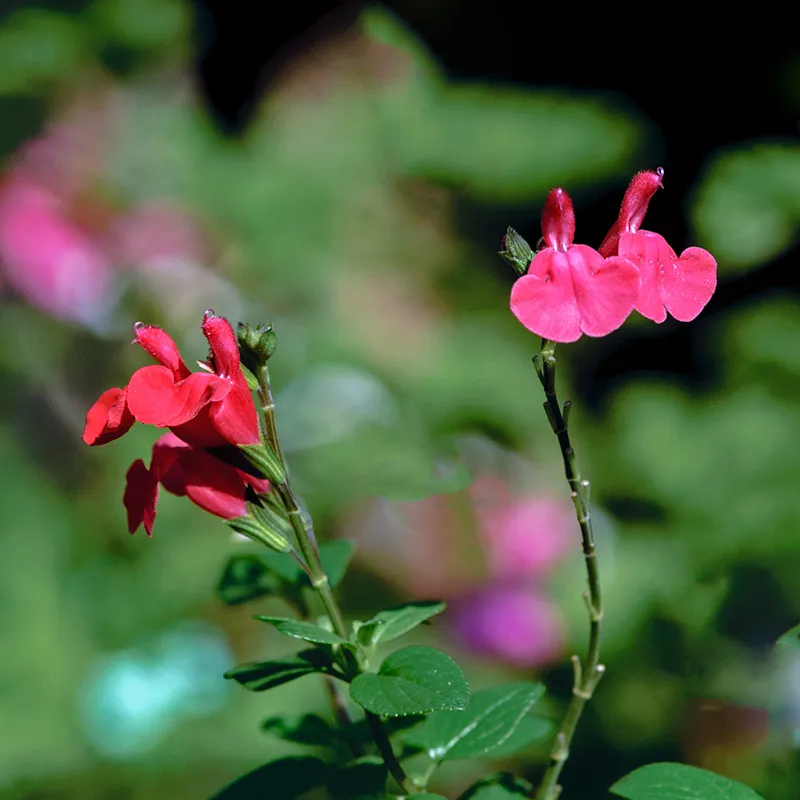 Urtegartneriet øko Solbærsalvie Salvia microphylla frø busk