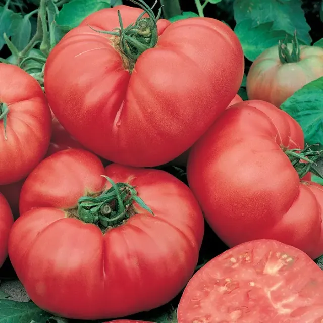 Natureseeds Kæmpe Ponderosa tomatfrø 10 stk lyserød