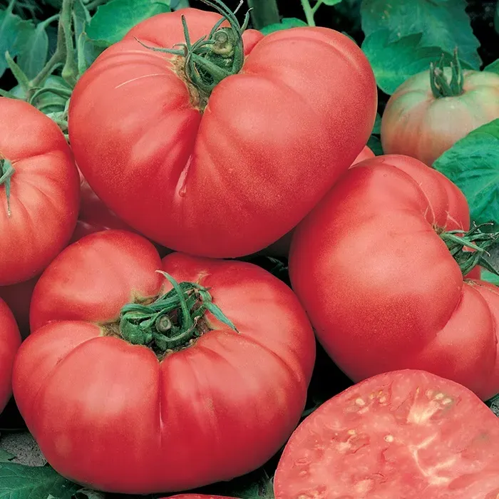Natureseeds Kæmpe Ponderosa tomatfrø 10 stk lyserød
