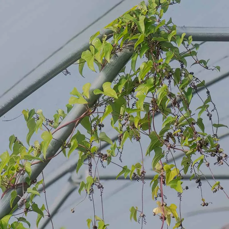 Urtegartneriet øko Lysrod Dioscorea batatas plante drivhus