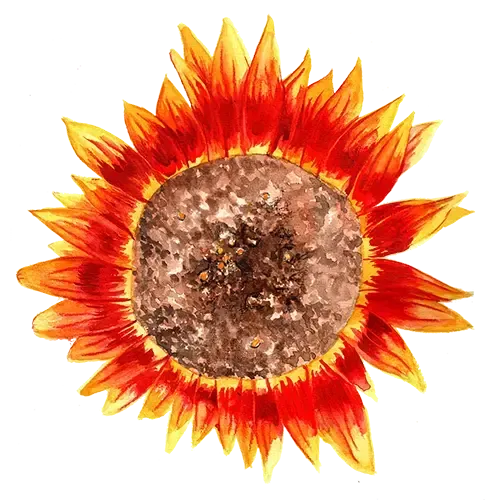 NordFrö Ring of Fire solsikkefrø – snitblomst 120 cm