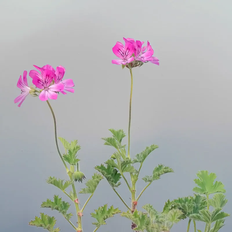 Urtegartneriet øko Pink Capitatum duftgeranie pink