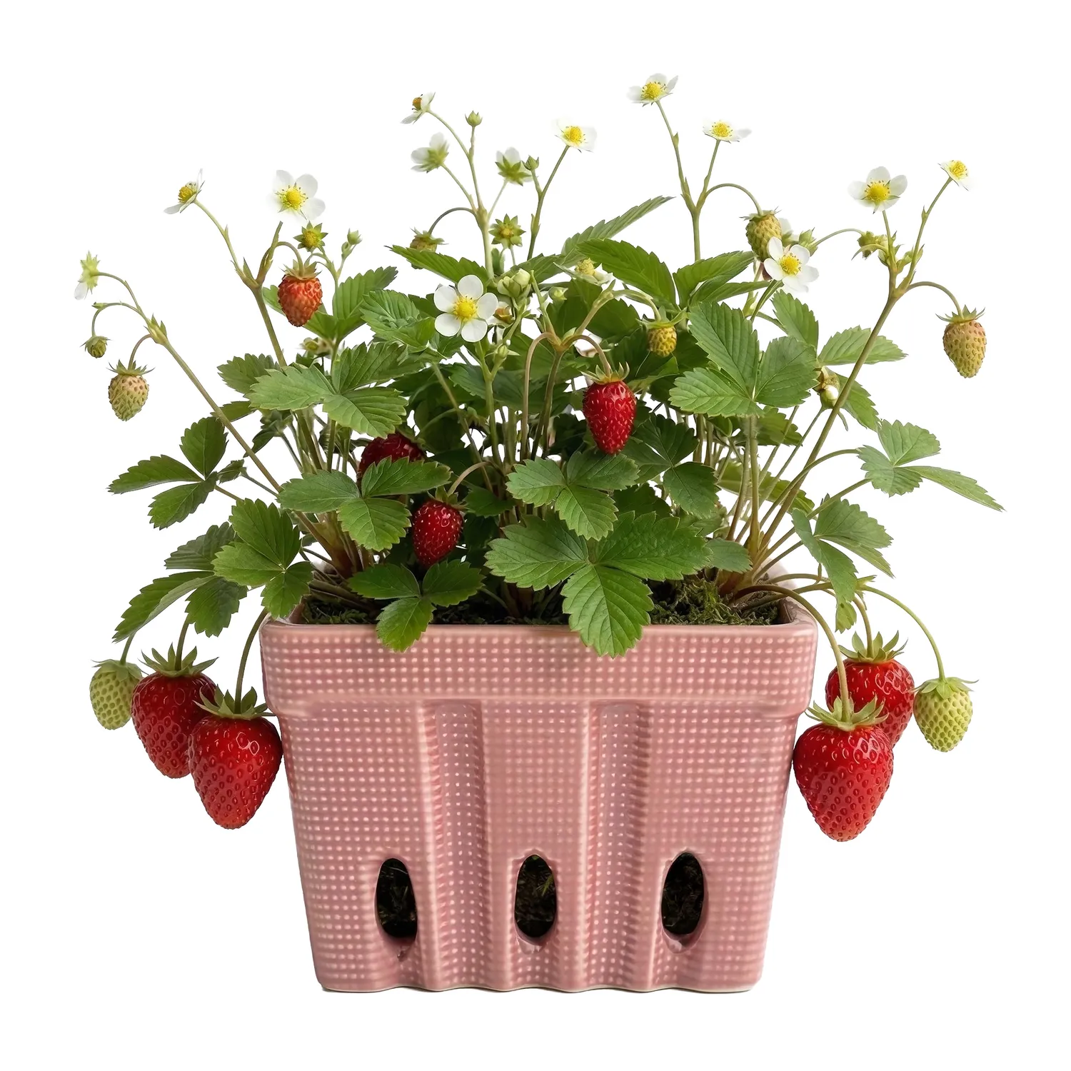 Buzzy Seeds Strawberry dyrkningssæt keramisk kurv alpine